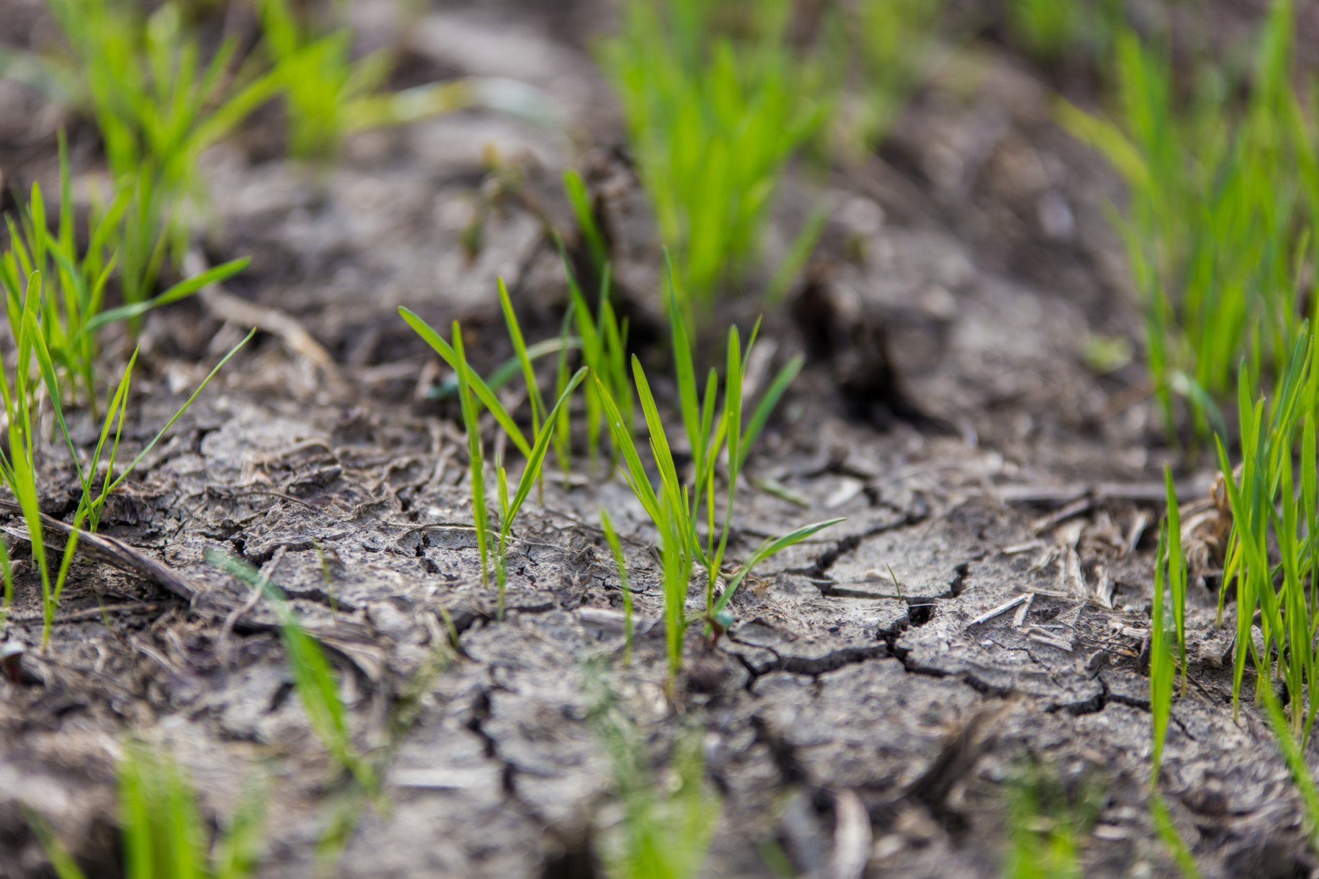 GlobalGoals N2: &ldquo;sconfiggere la fame nel mondo&rdquo; il contributo di Arteagricola