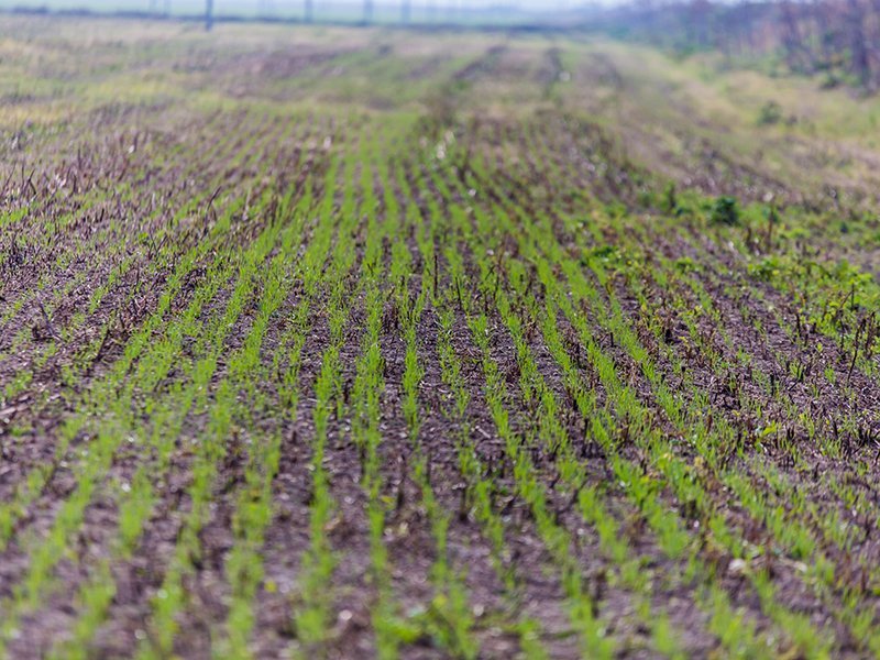 Campo Cappelli 2020 61 1