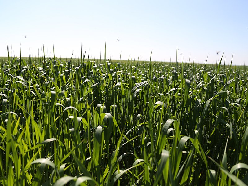 Campo Cappelli 2020 61 9