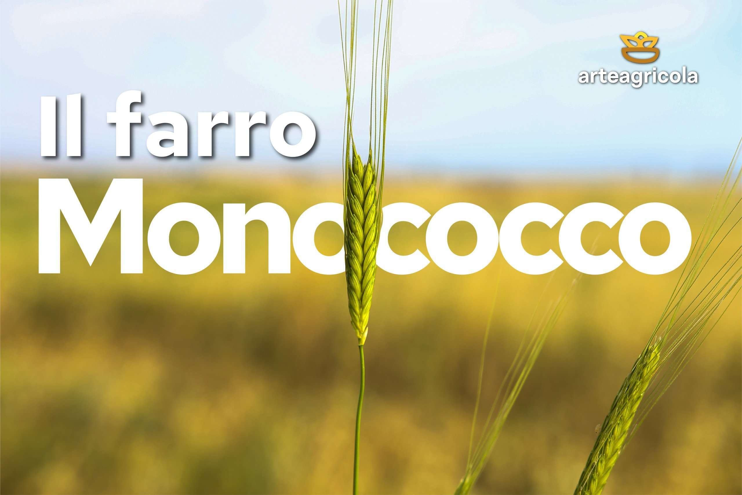 Pasta di farro Monococco biologico - Arteagricola pasta bio artigianale