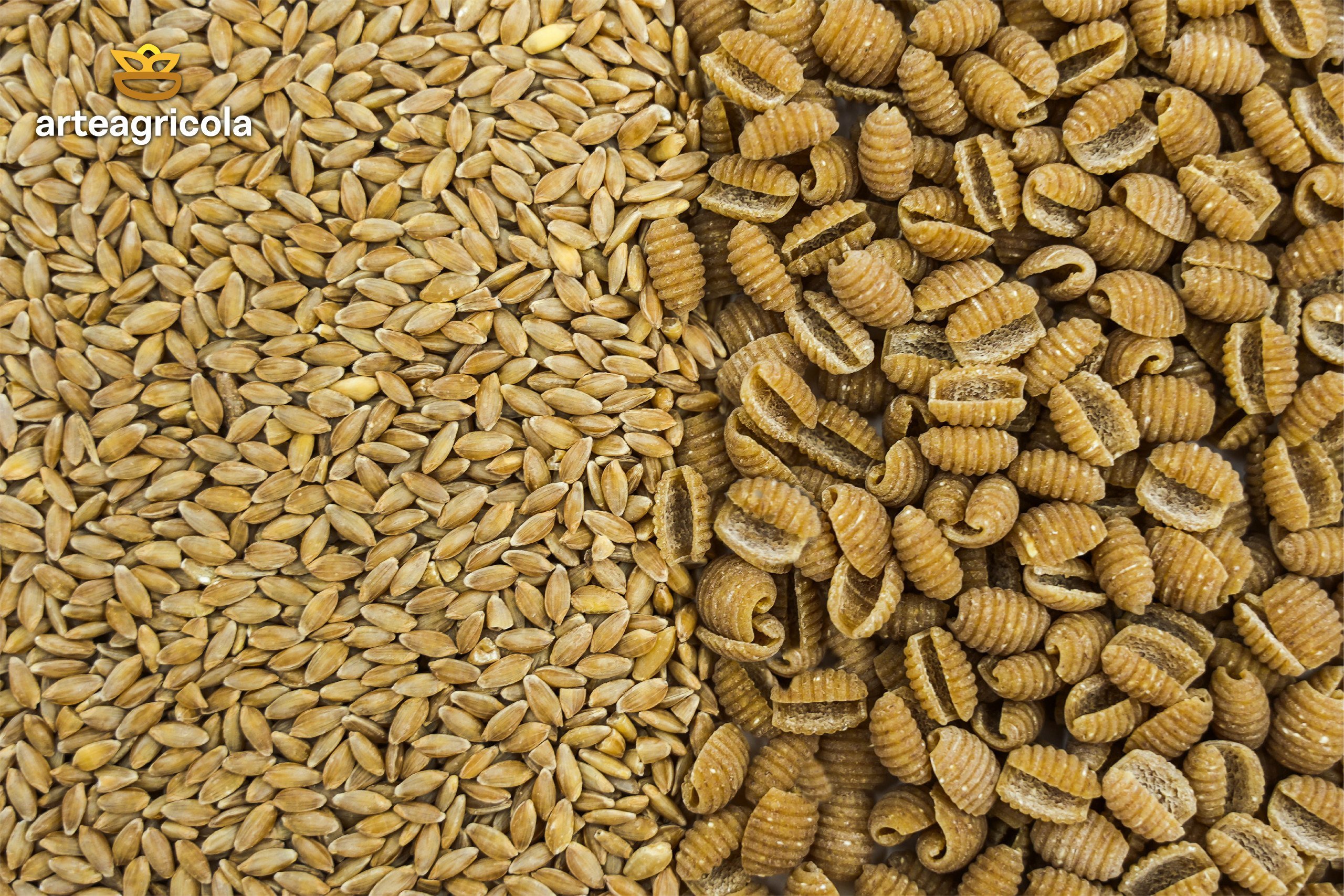 Il farro monococco: un viaggio tra storia, gusto e benessere.