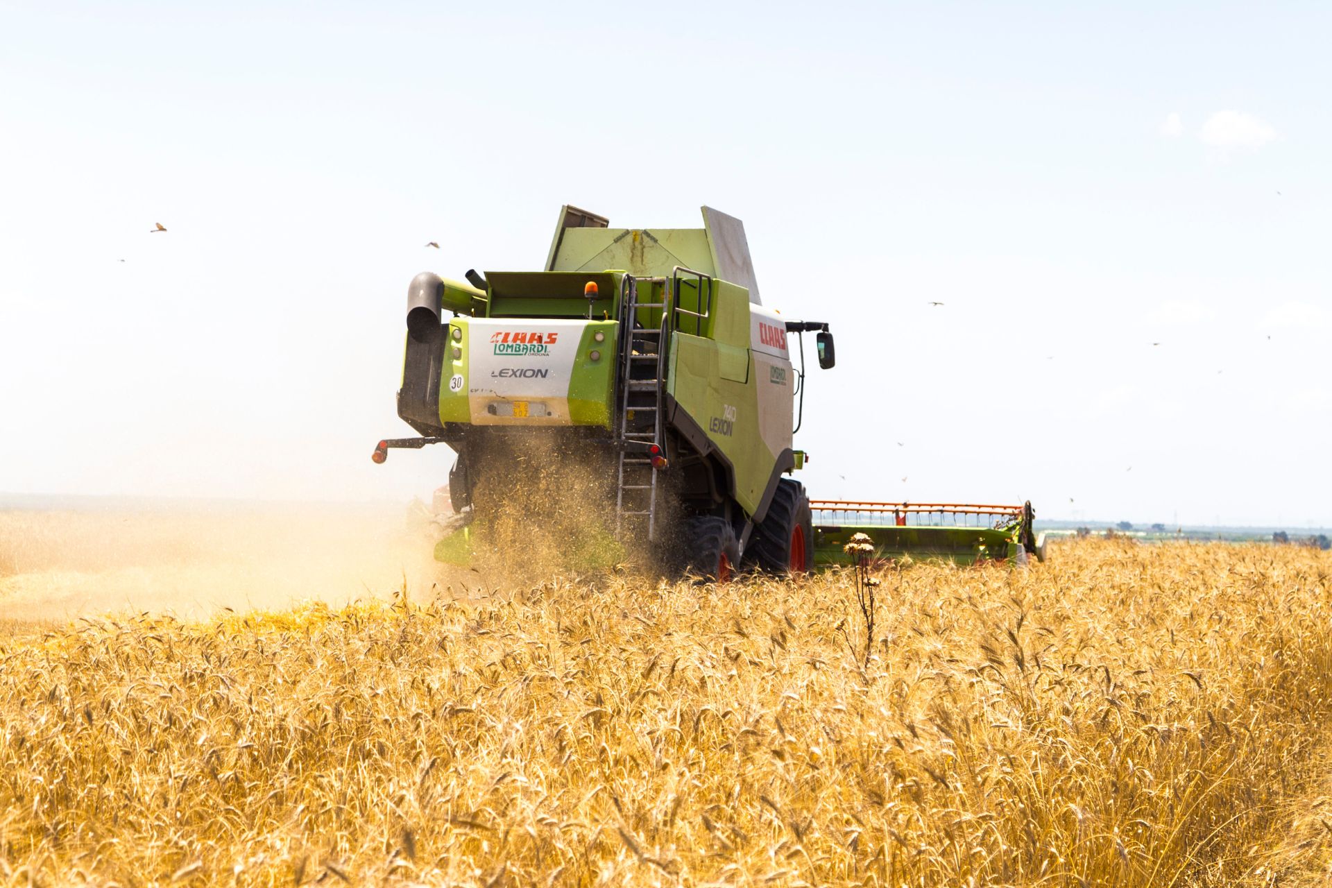 Grano duro: produzione in picchiata, tra siccit&agrave; e concorrenza sleale.