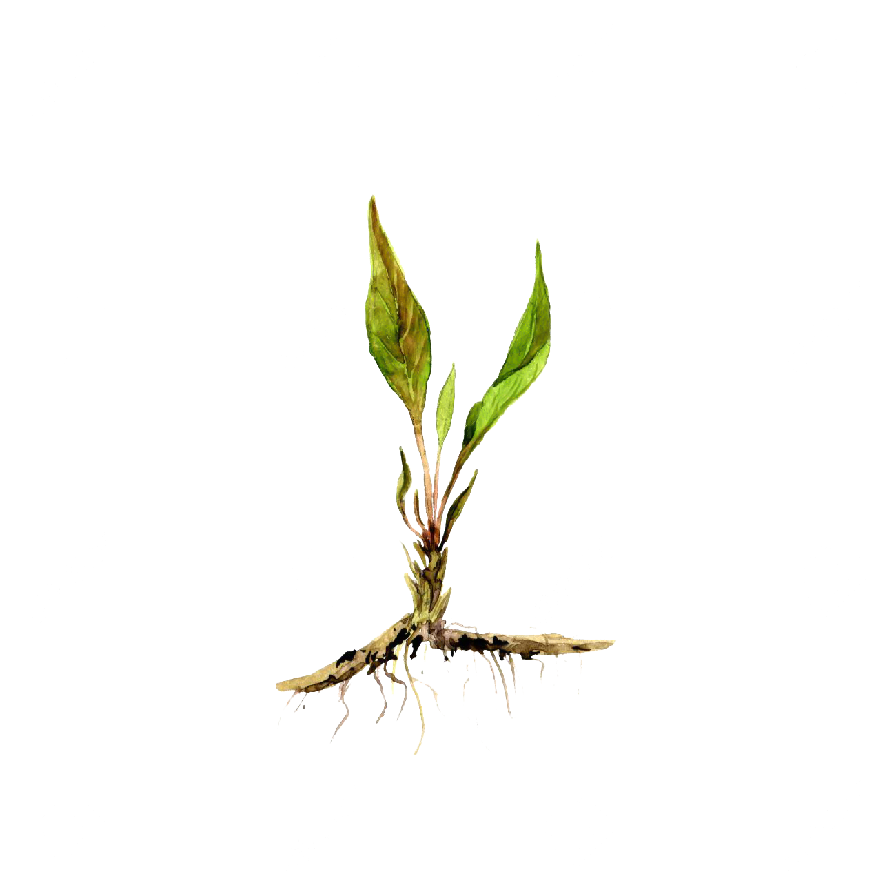 Pianta 1