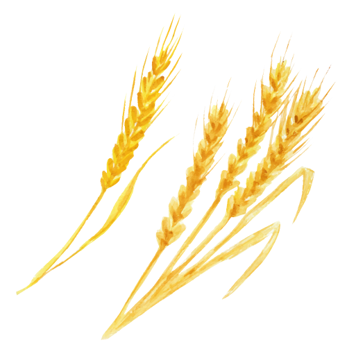 Grano 1