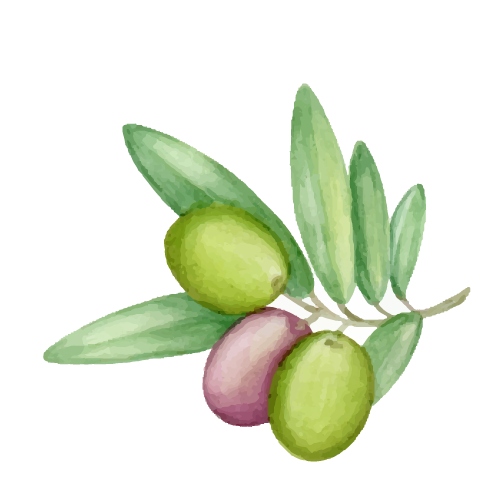 Olivo 3